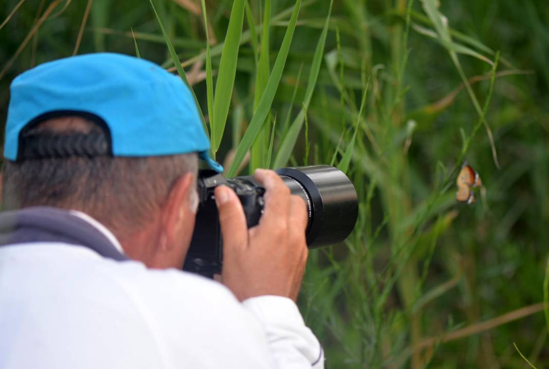 Sultan Kelebeği kendisini gösterdi! Meksika'dan Kanada'ya göç edebiliyor - Resim: 4